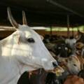 Gaushala on Vrindavan-Giriraj Road